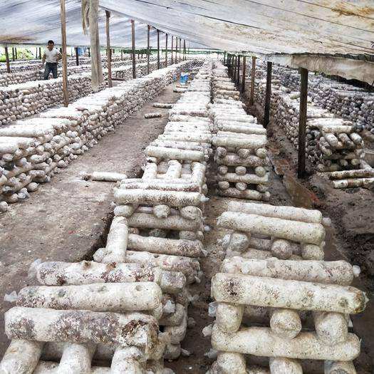 食用菌渣又叫做菌糠、菌渣